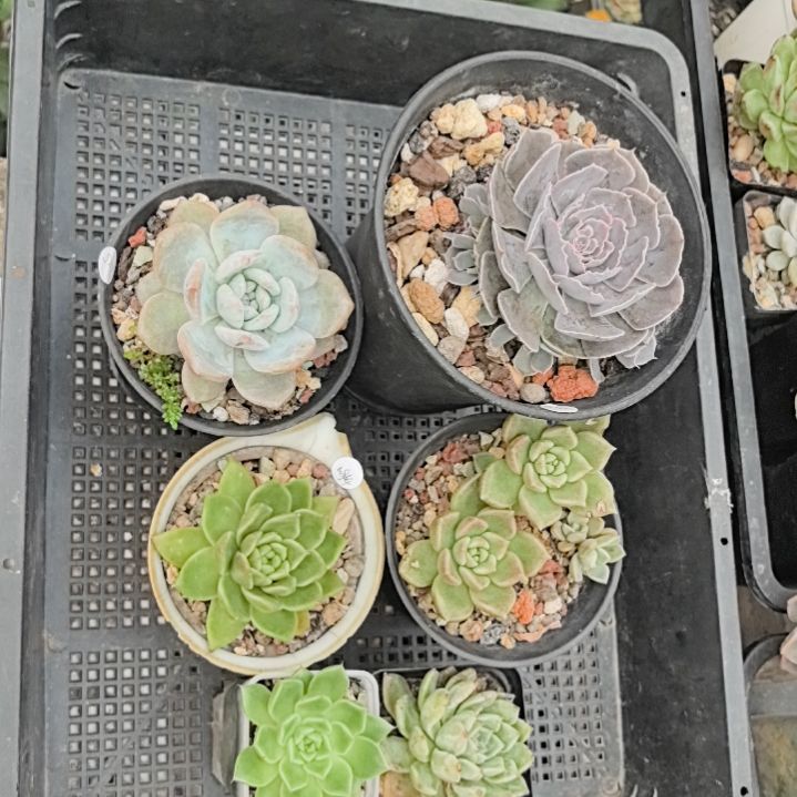 29套餐9.9元非偏包邮