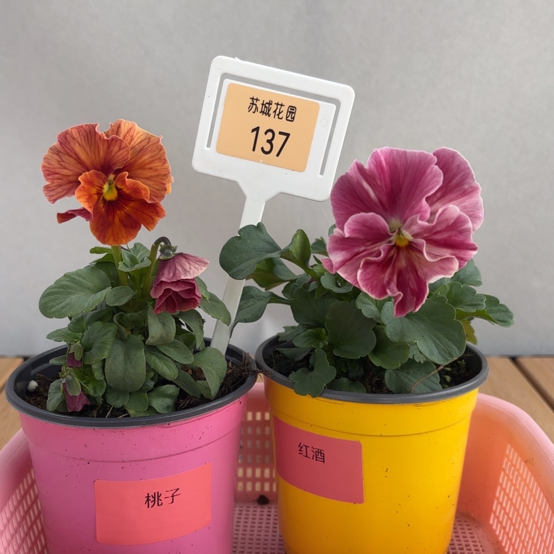 大部分开放少量花苞137