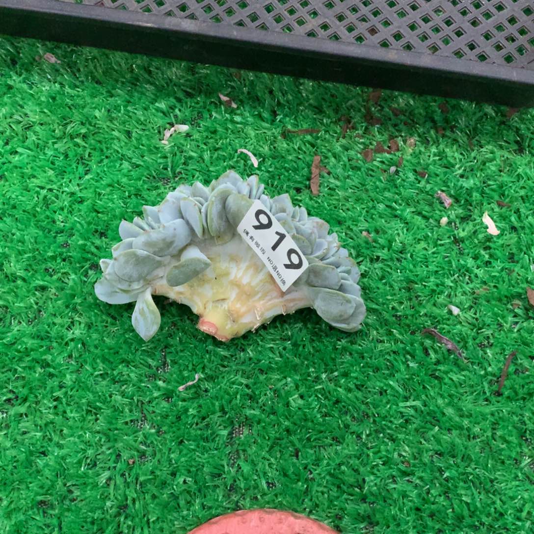 919奶茶多肉植物www