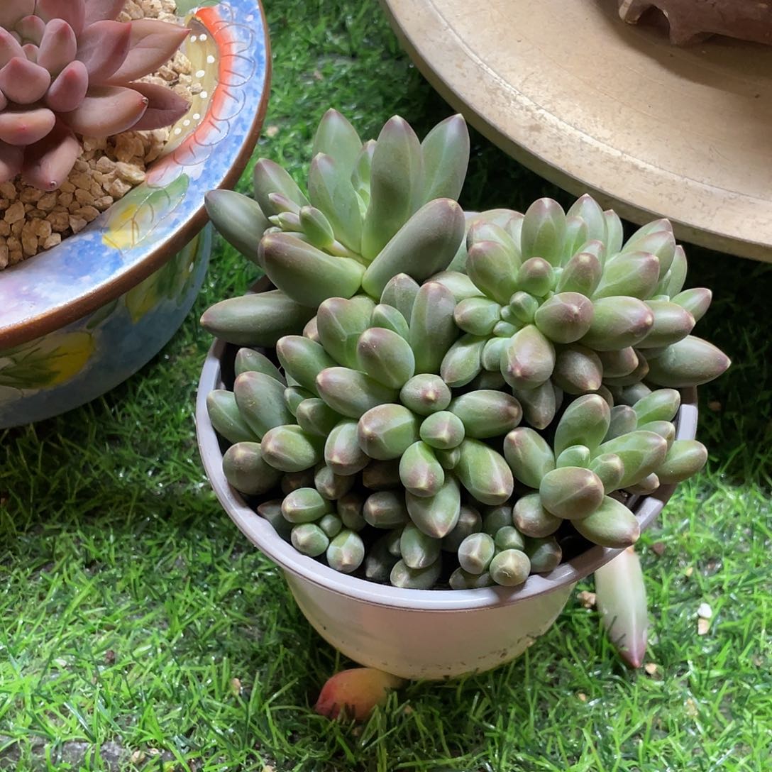 明*多肉植物的生长发育与生长发育