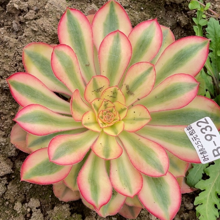 932爱丽思多肉12345678