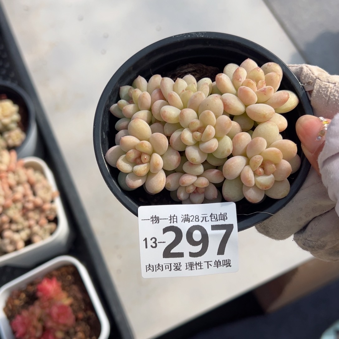 阳光玫瑰多肉多肉多肉多肉