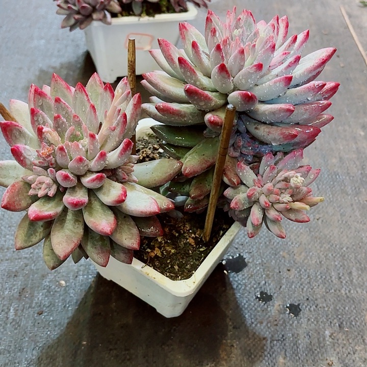 流沙虞美人一物一拍11号