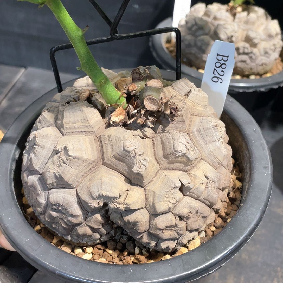 826号龟甲龙11公分