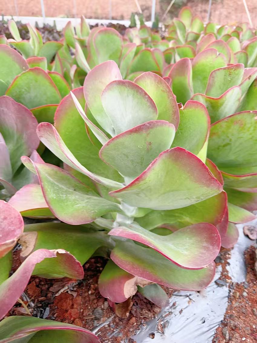 唐印 新手必拍  好看好养  精品多肉植物  云南发货