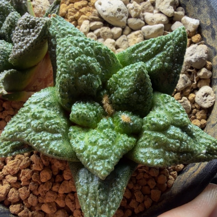 今天大放漏巴索家的