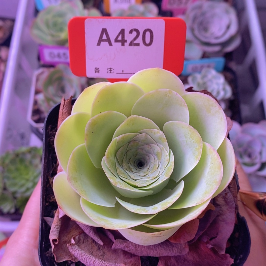 山地玫瑰单颗A420 裸根发