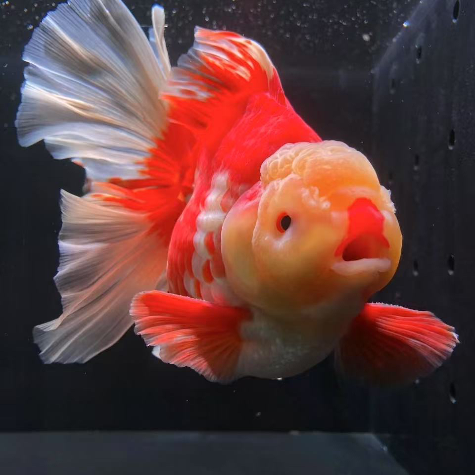 茗渝观赏鱼泰狮玛丽金鱼（录开箱视频有售后零下地区拍五元加热包）