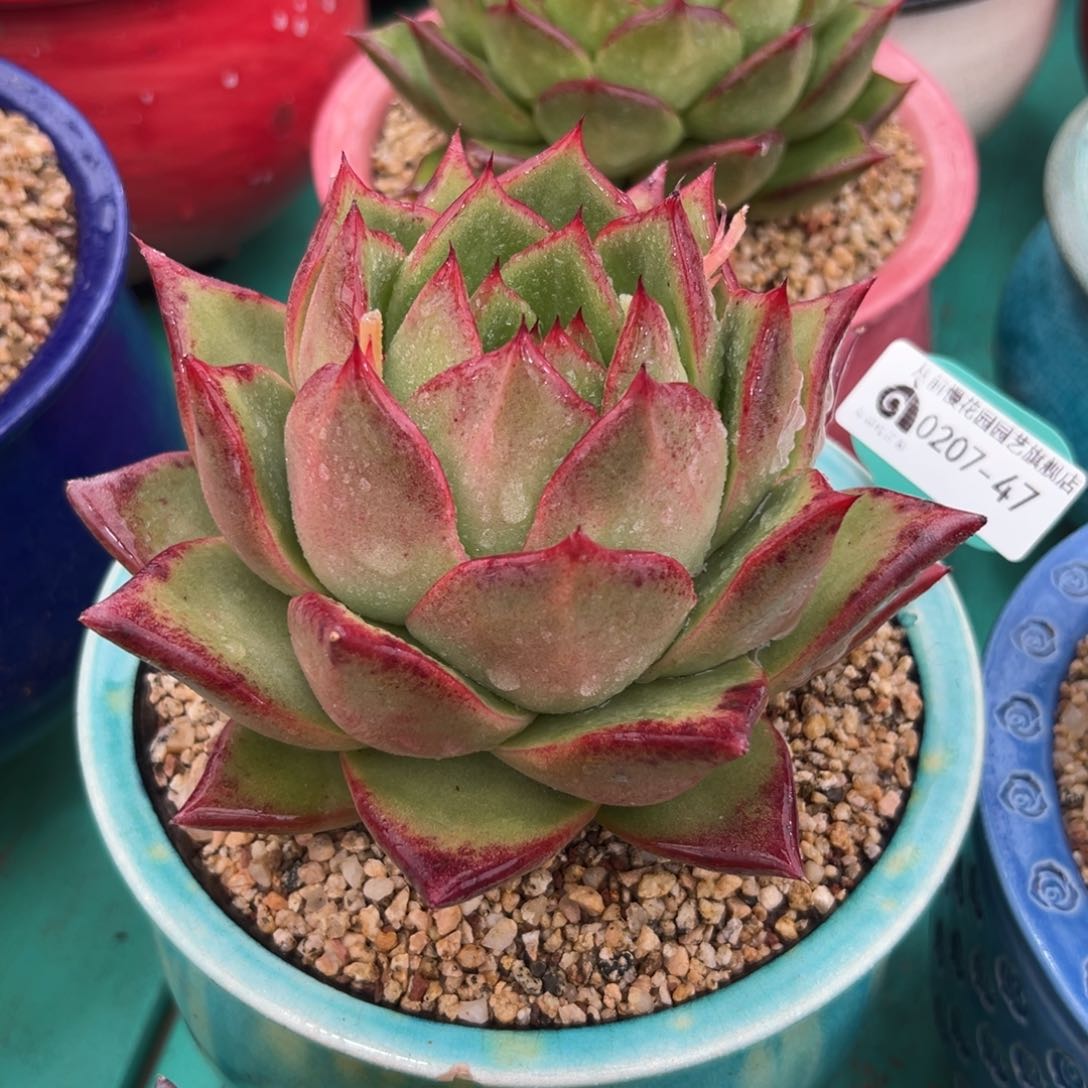 多肉一物一拍0206-47