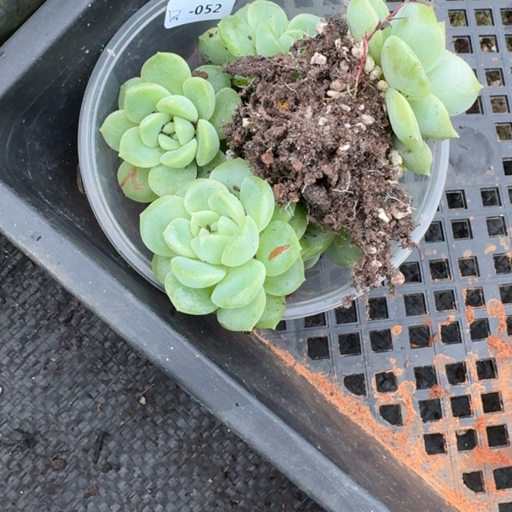 S***z052财富123加青允