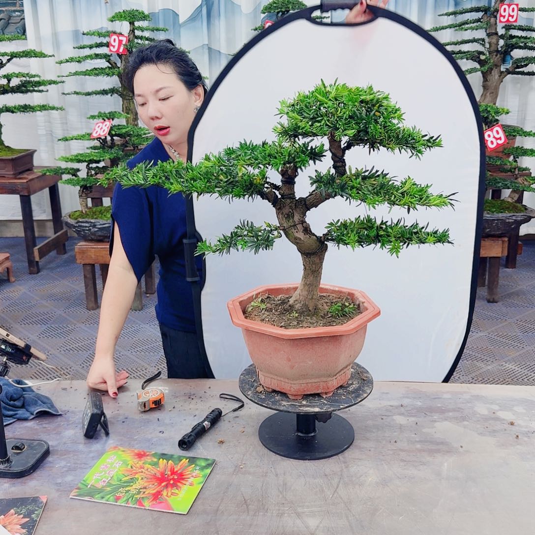 无花朵罗汉松一物一拍888