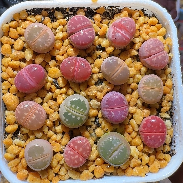 生石花1211222。   153