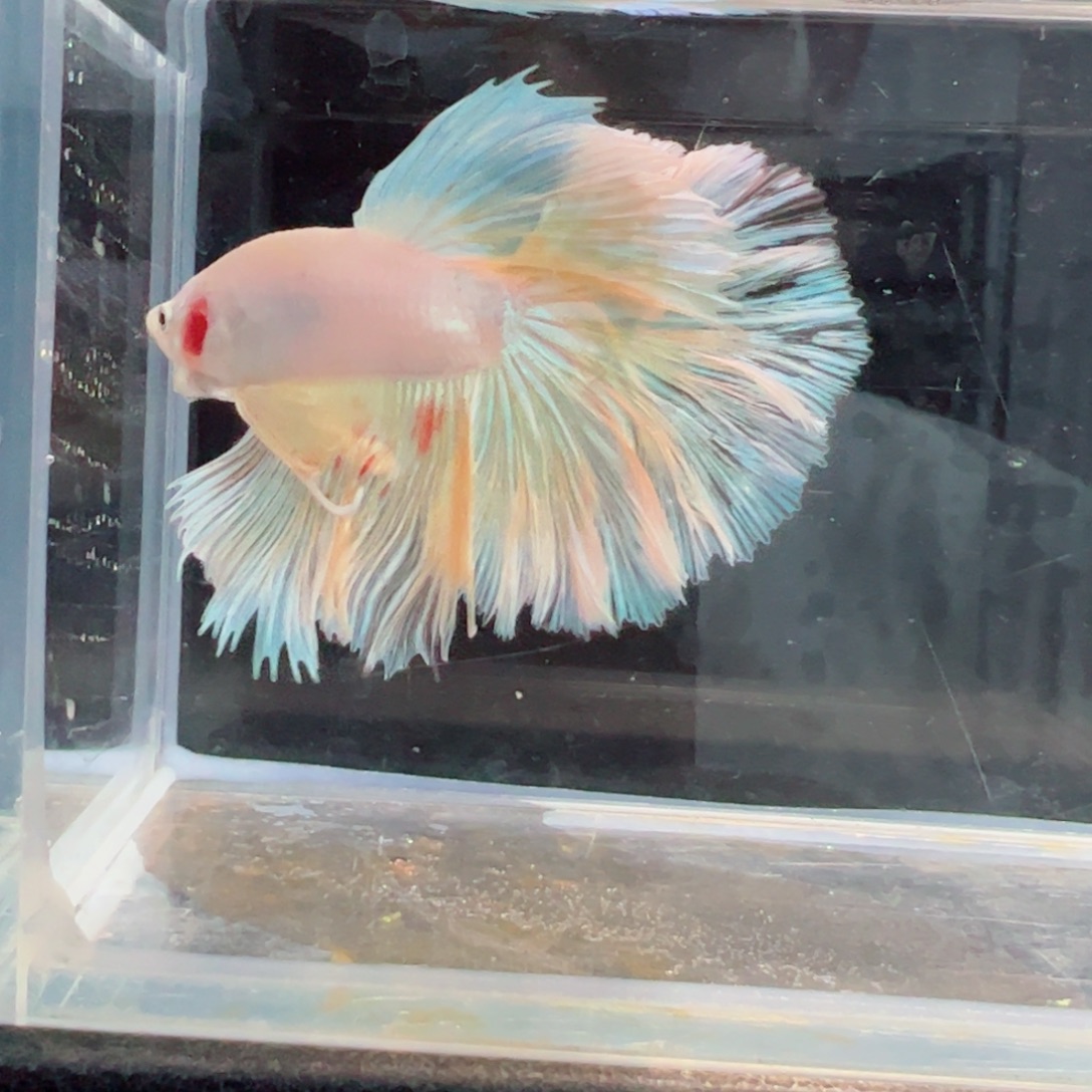 斗鱼浅色仙仙裙特殊尾