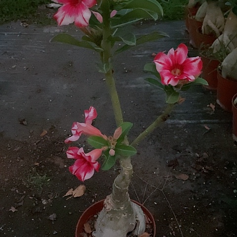 【闪购商品】无花朵蓝*