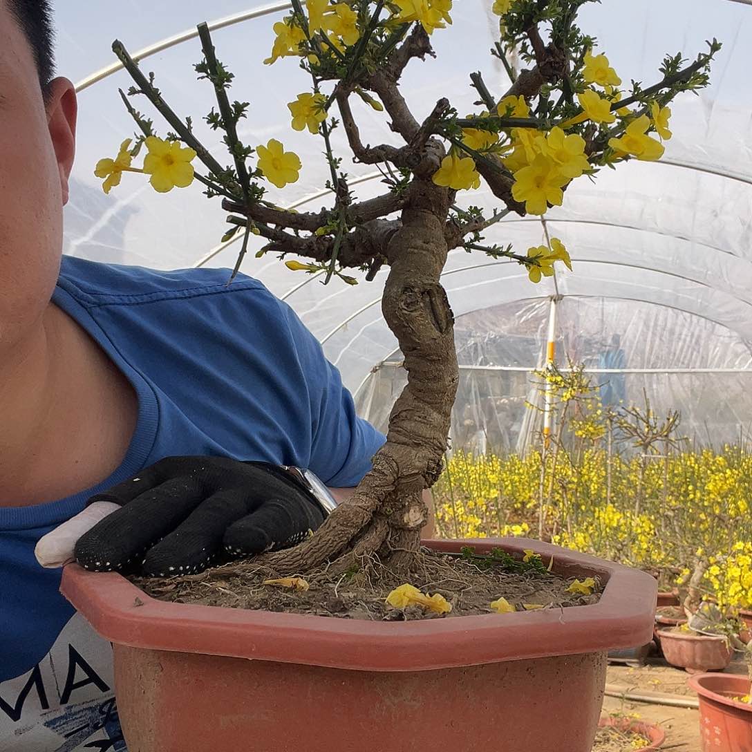 迎春花谢谢您的支持谢谢