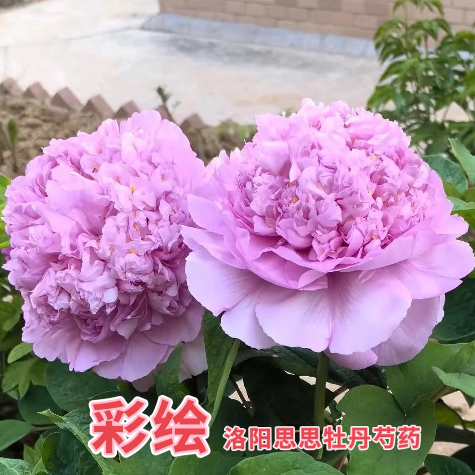 洛阳牡丹【彩绘】粉蓝色牡丹洛阳基地发货
