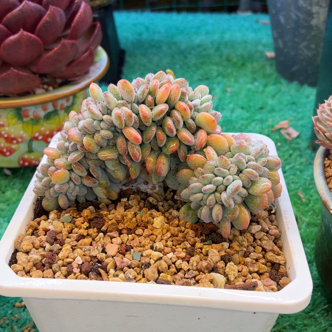 无花朵香香雪缀化，，，，，，，，，，，，，