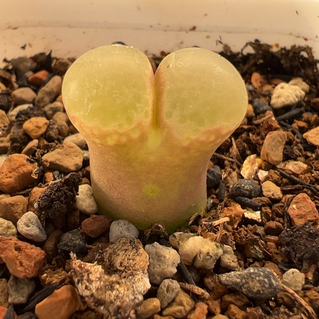 018多肉植物盆栽植物