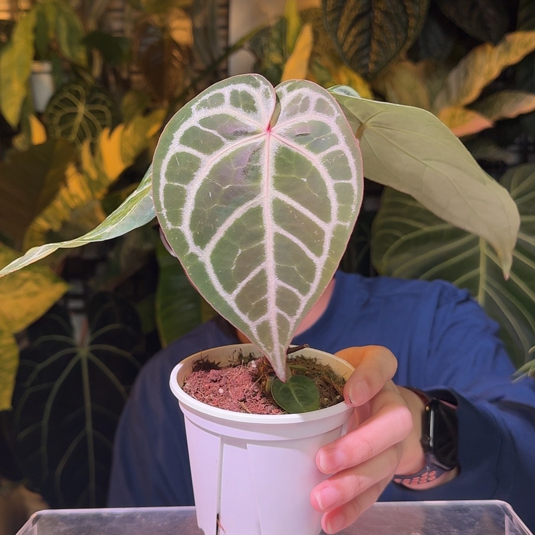 完全开放P59粉脉撕裂纹杂铜锣烧