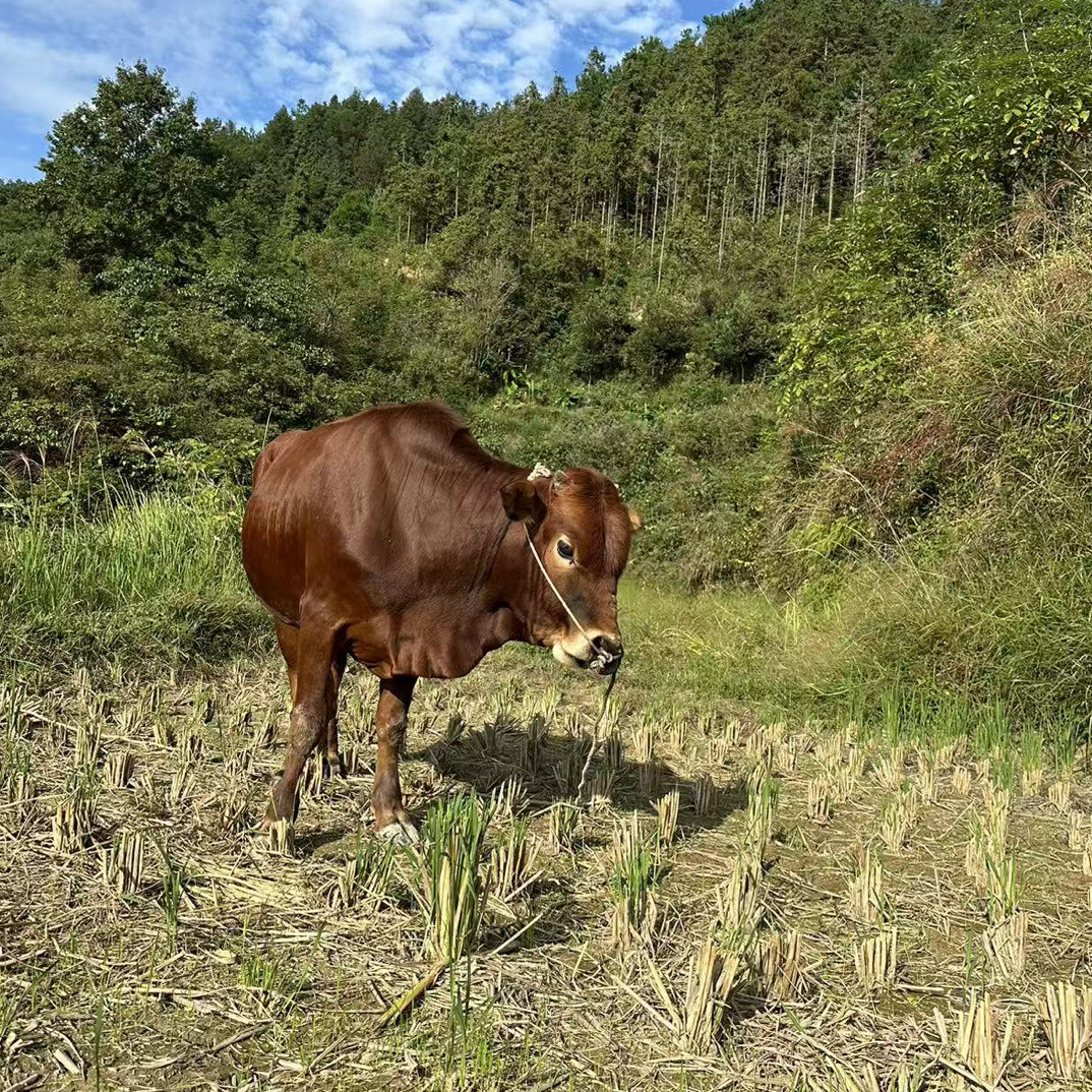 顺丰包邮《1-200斤现称现卖》贵州高山放养土黄牛肉