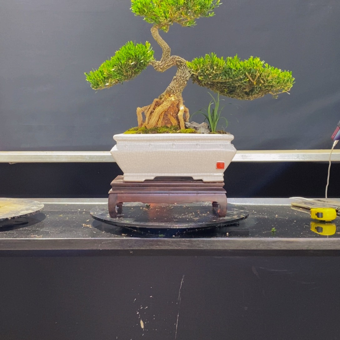 绿植黄杨盆景雀舌软枝