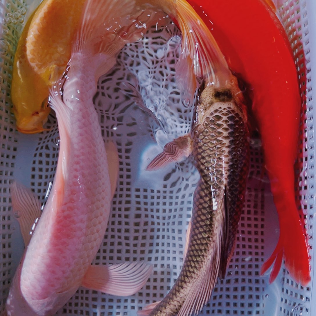 海水鱼锦鲤冷水19977