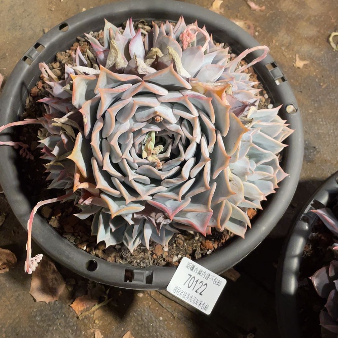 柔*露西娜7 122多肉