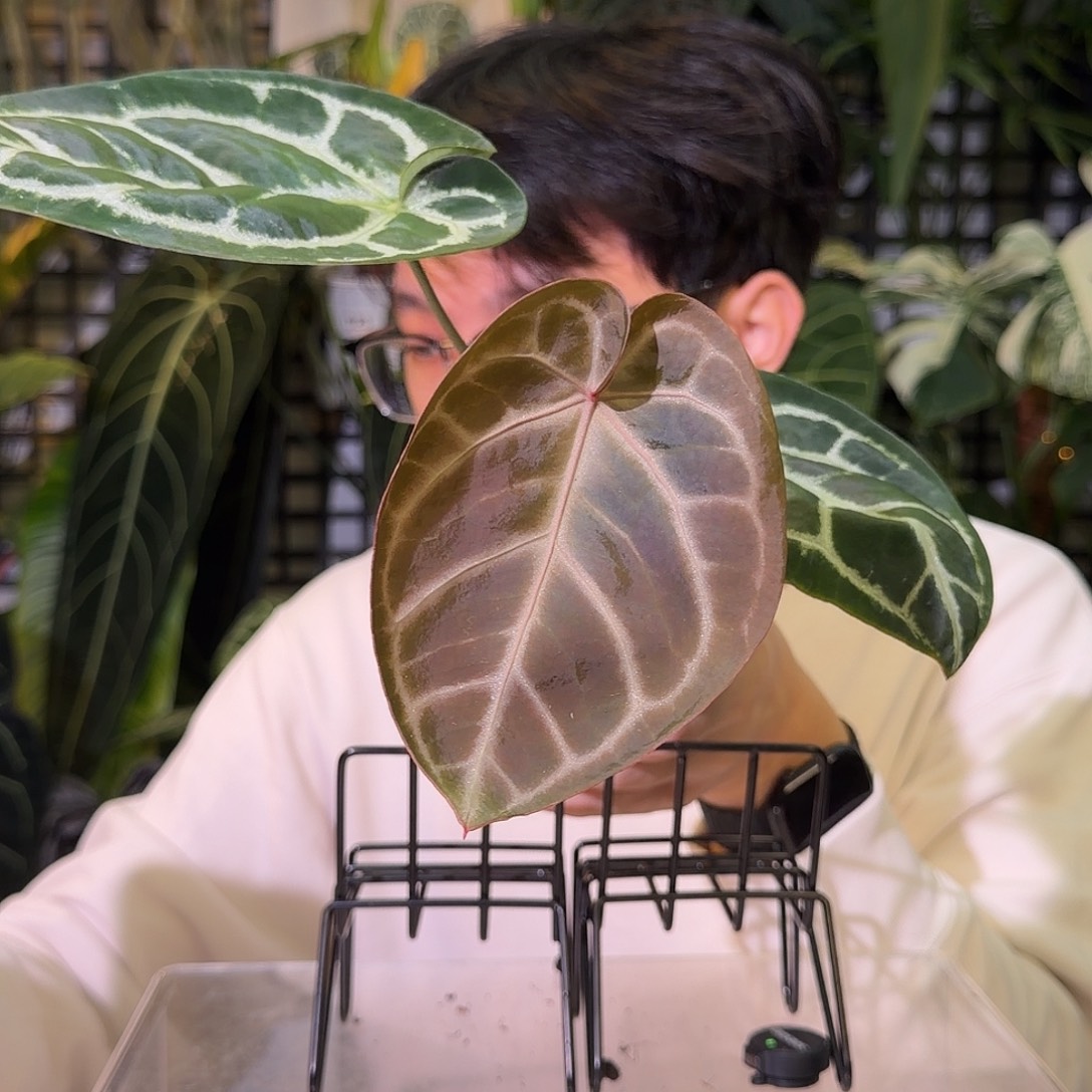 完全开放F196 红铜