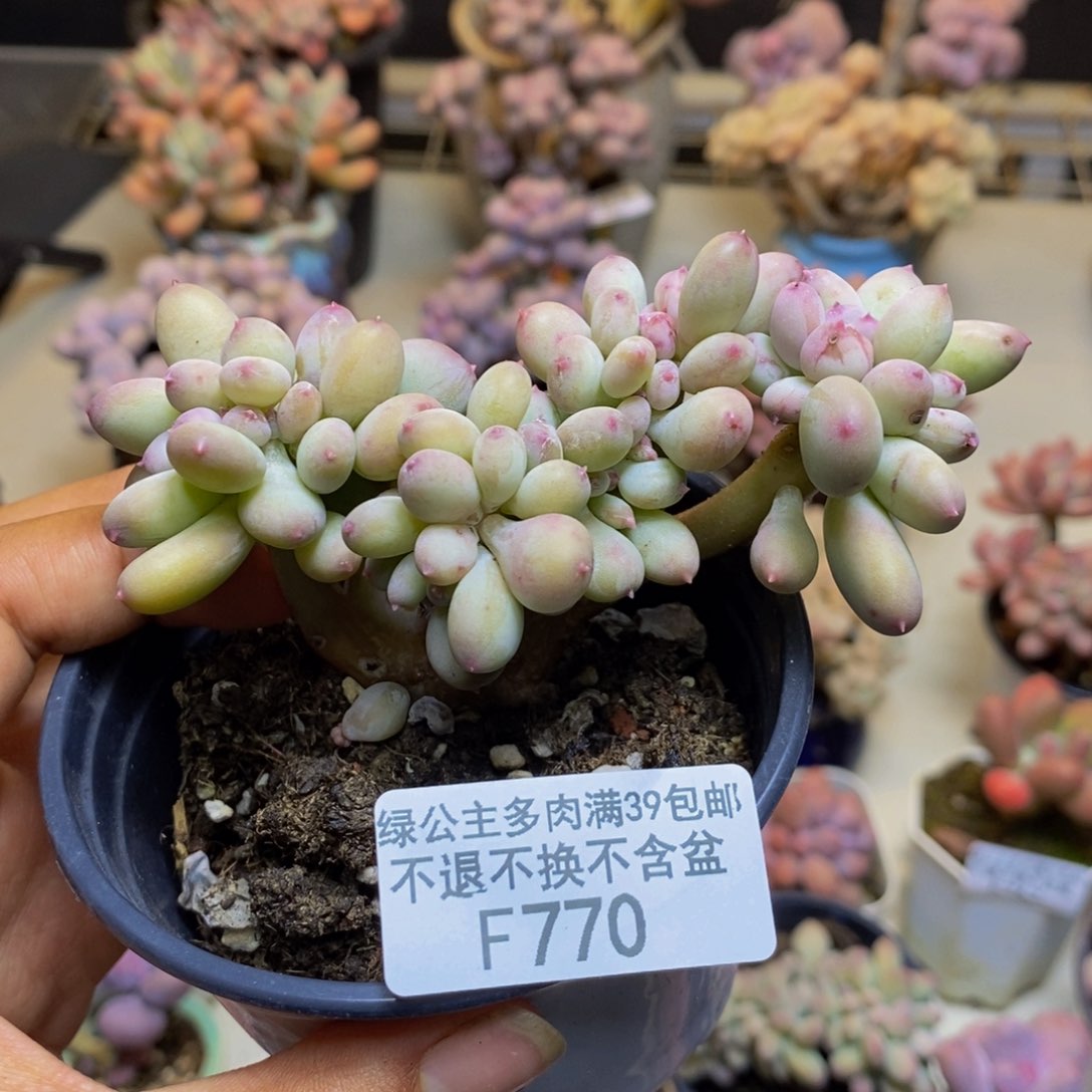 770苹果奶四代缀多肉7c m