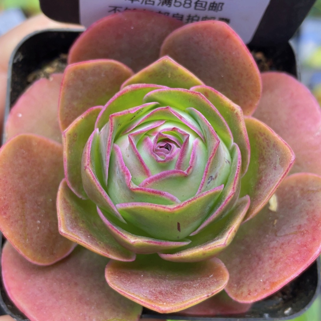 浣纱玫瑰新年福利560