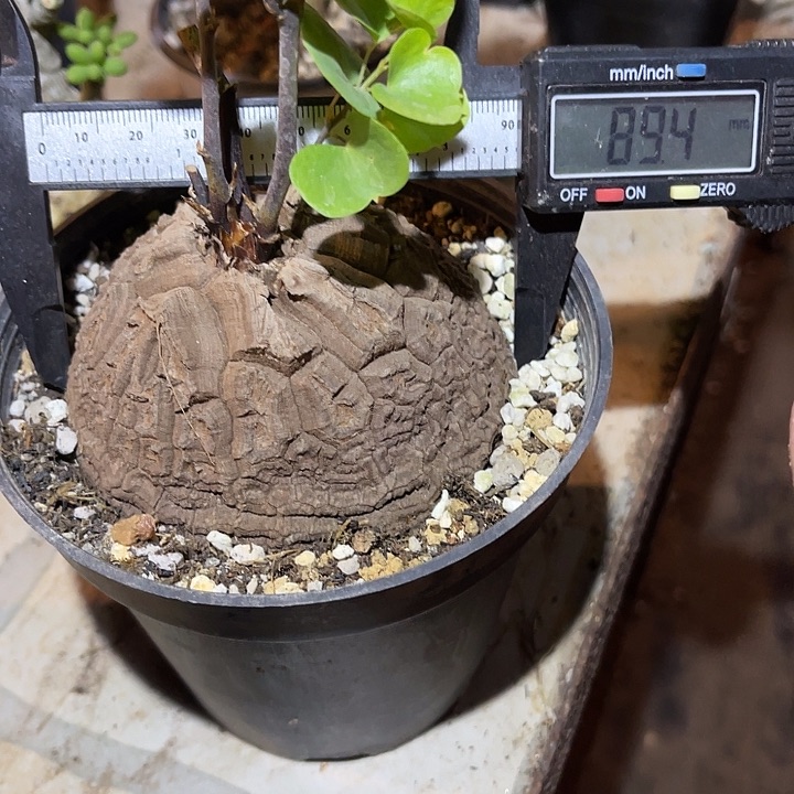 满38包邮2天凑单，脱土晾根发货多肉植物