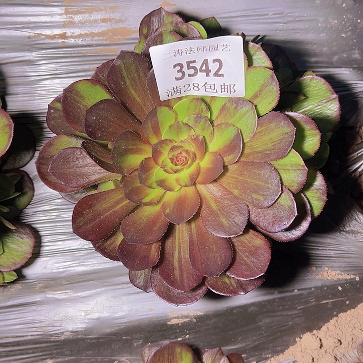 3542花月夜多肉植物2号