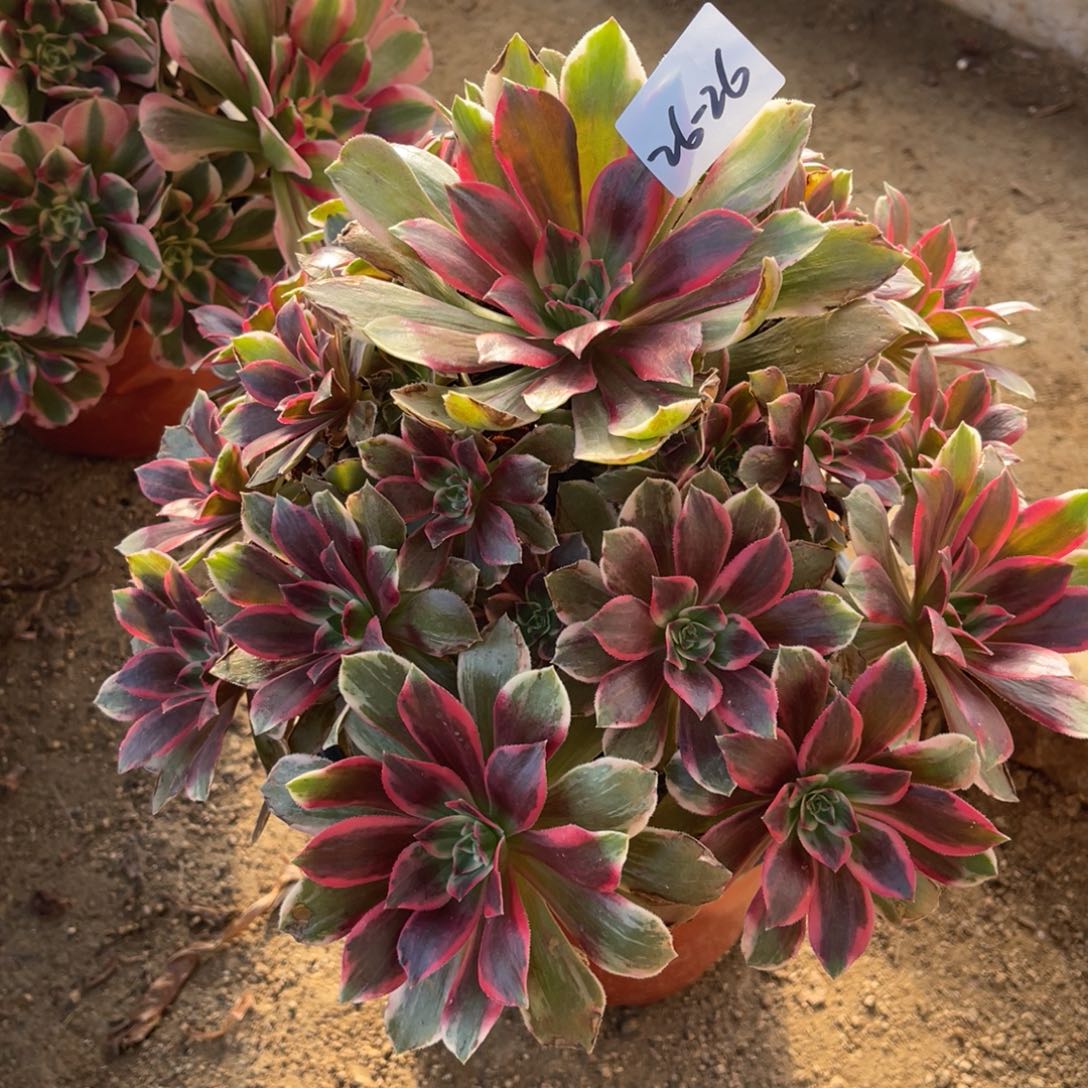 26-26浣纱手捧多肉