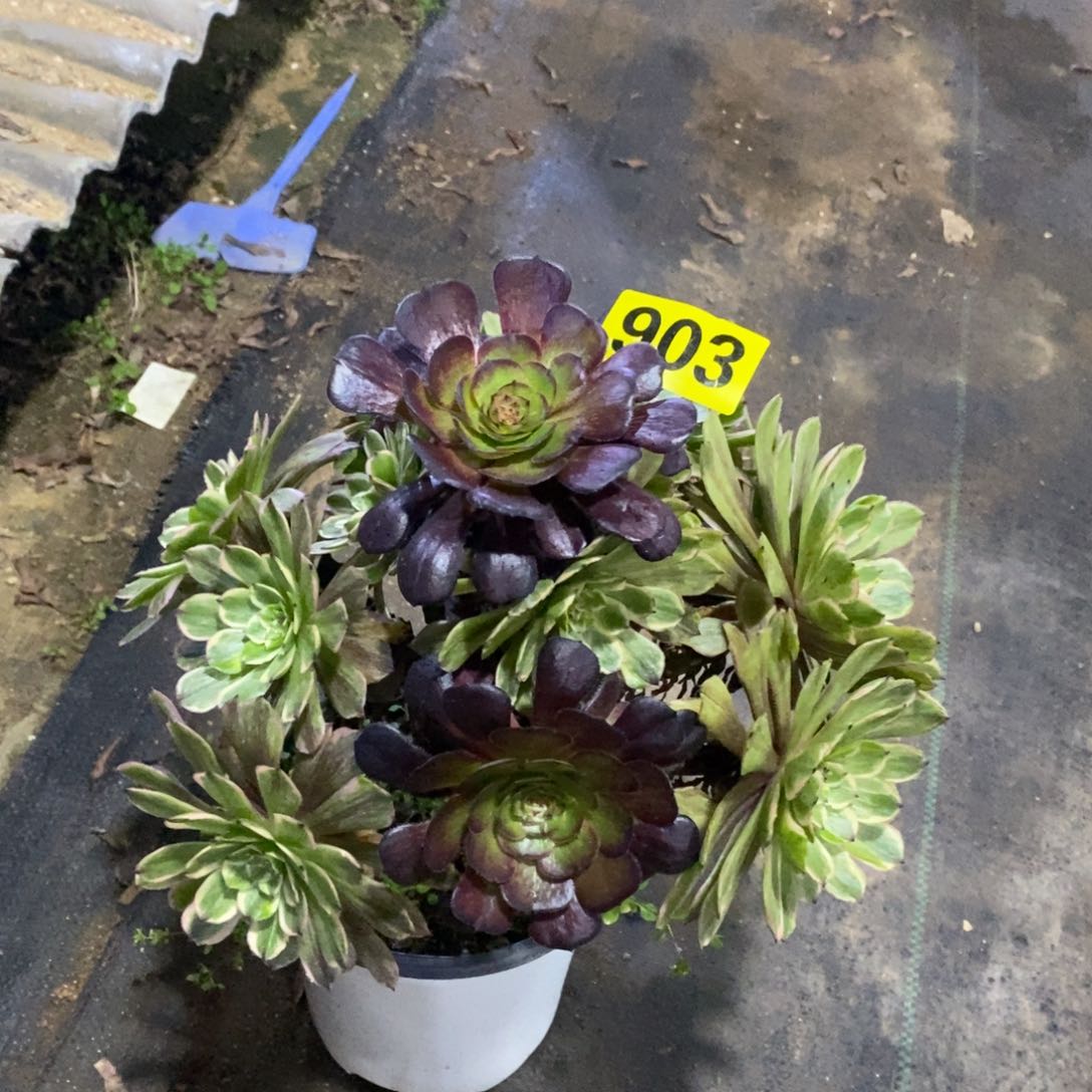 粉黛多肉法师903