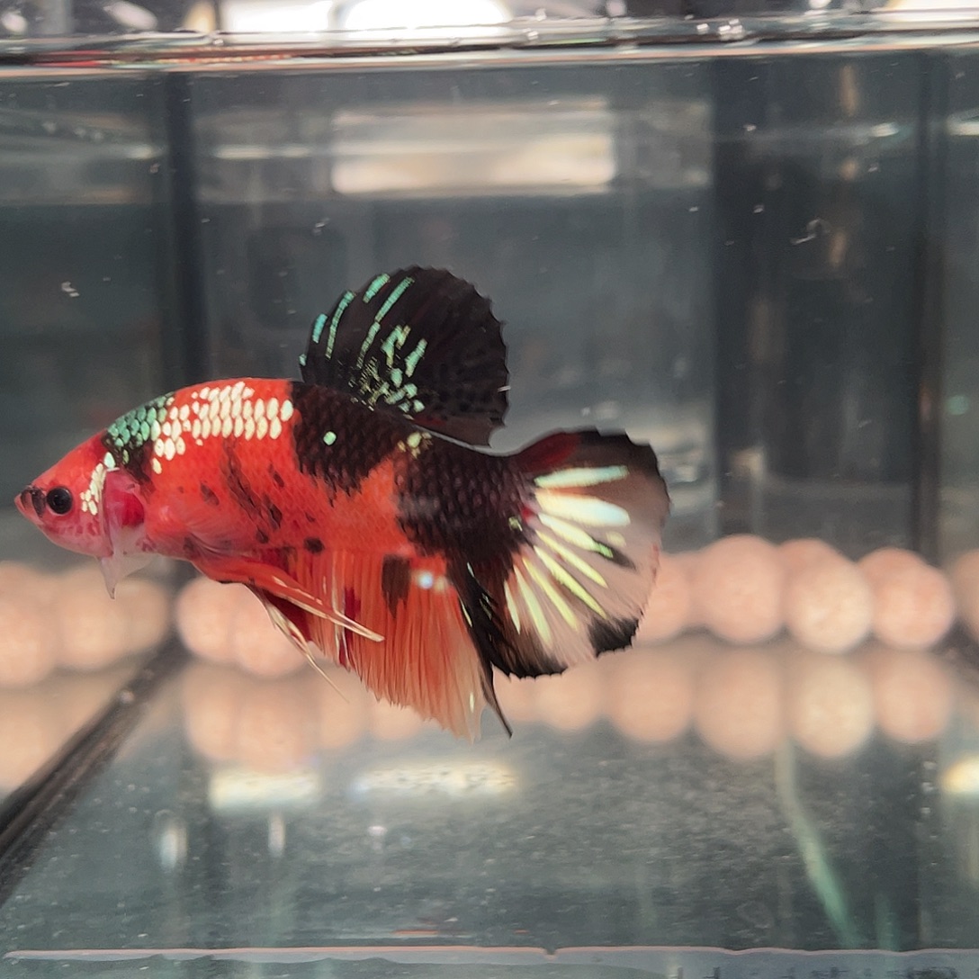 斗鱼12.24 巨斗将军 111