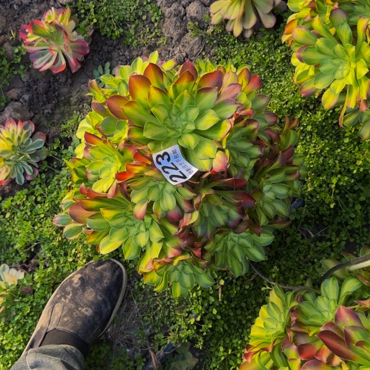 少华花27-21包邮花花