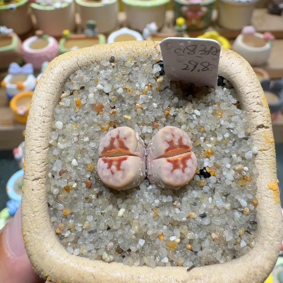 蘑菇1365热唇多肉植物