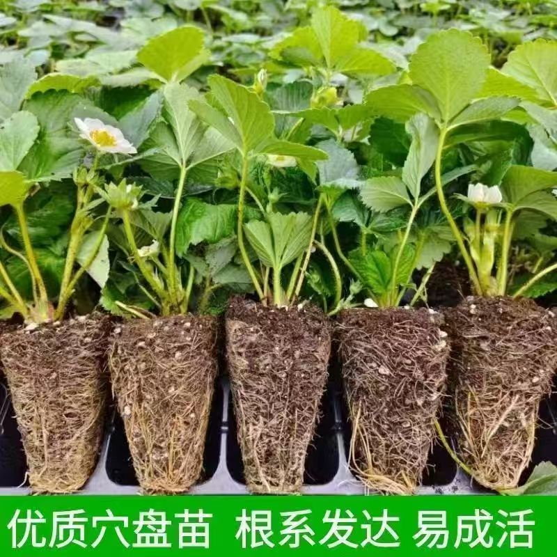 5棵装奶油草莓苗盆栽好养活红颜四季带土穴盘草莓苗南北种植原盆