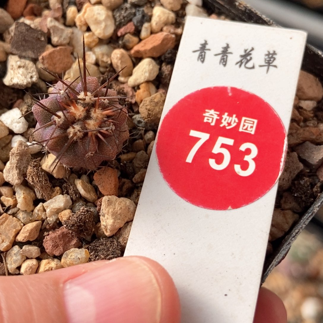 6刺逆鳞丸一颗228855233