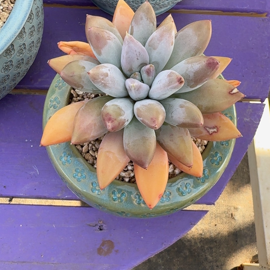 海豚体 哥特 单头 一物一拍