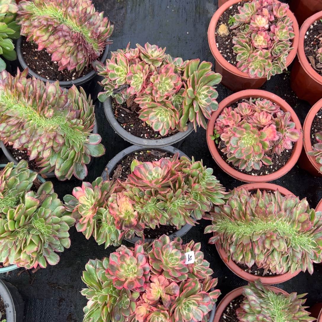 65黑魔锦缀砍过一颗15多肉