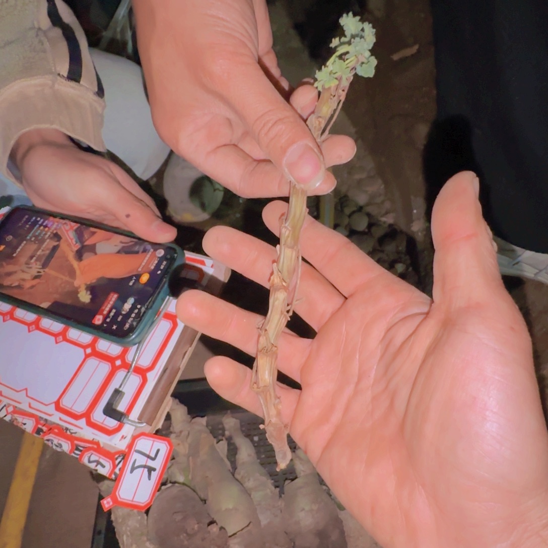 刘***力块根植物块根植物