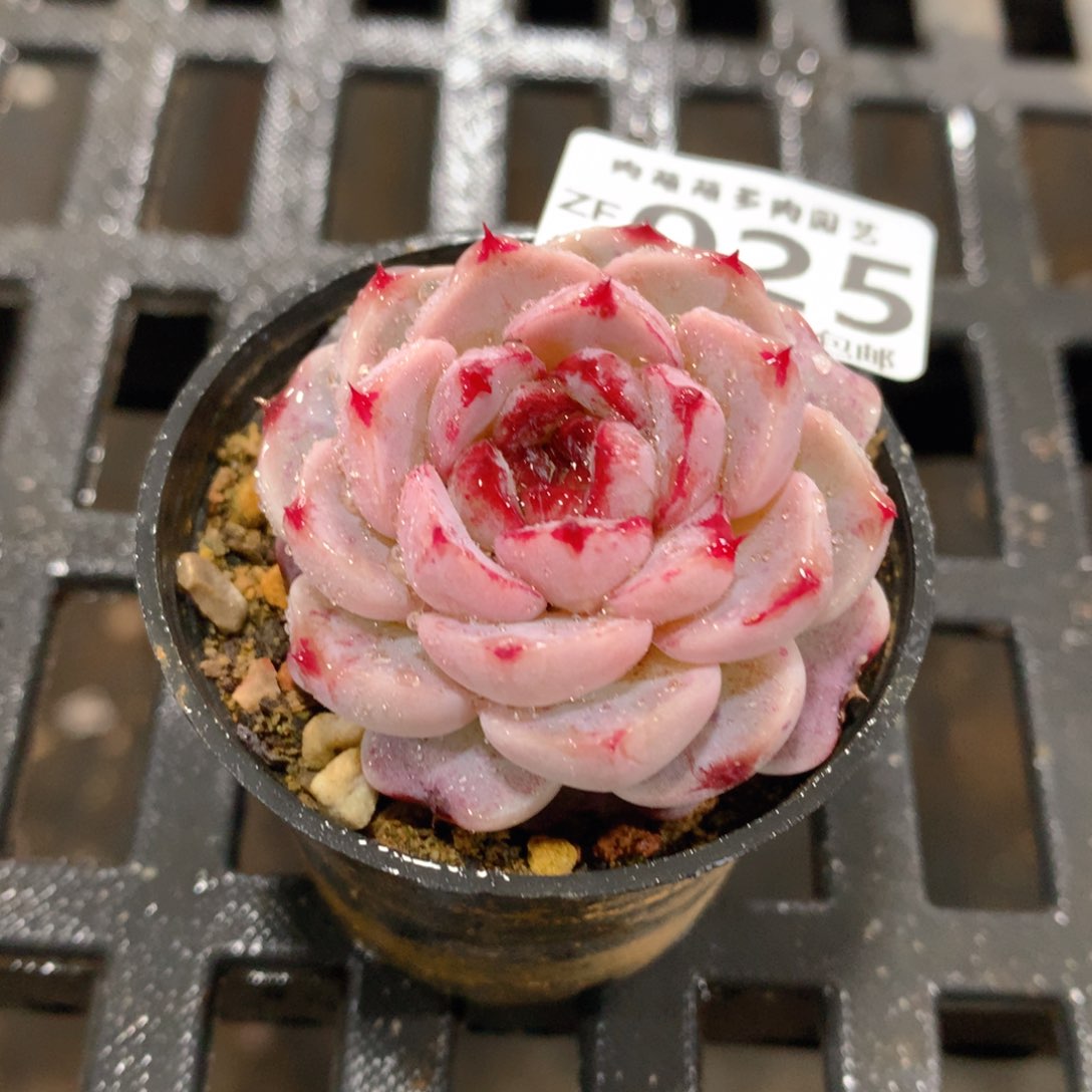 肉萌萌拇指盆精控多肉ZF025