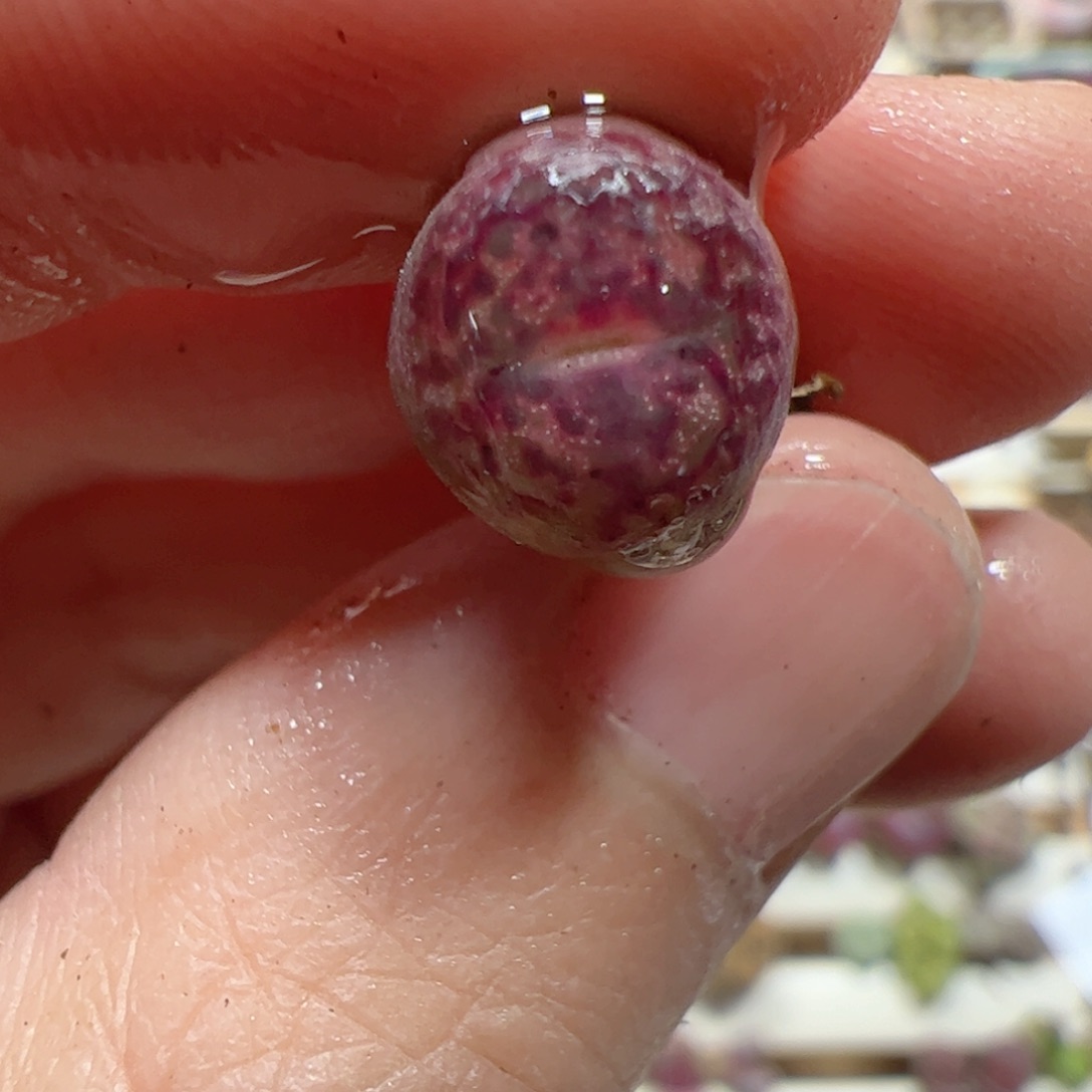 【闪购商品】281 变异