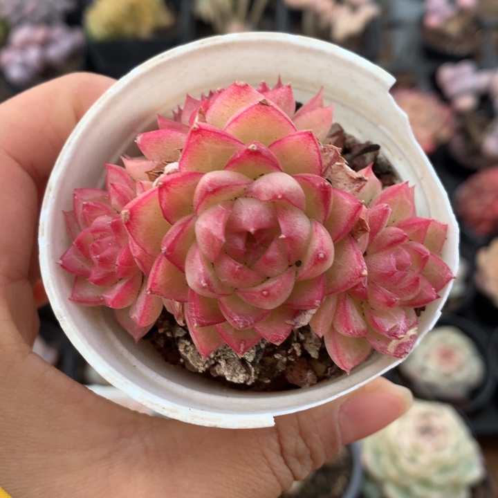 精控红女王群多肉