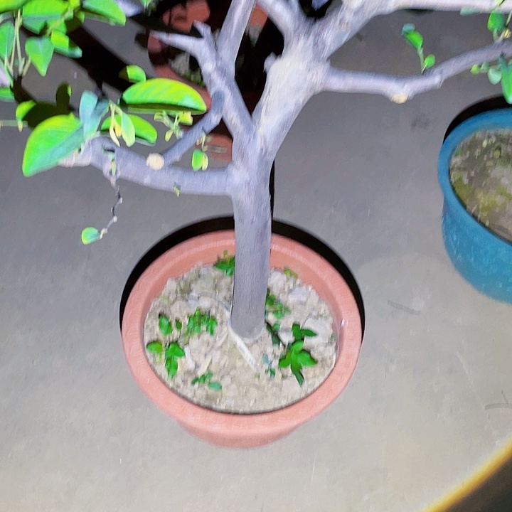 梦***膀完全开放果树888888