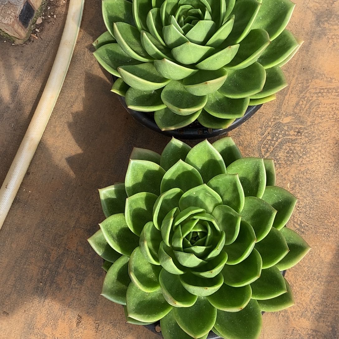 小***旭福利特价2颗大翠花