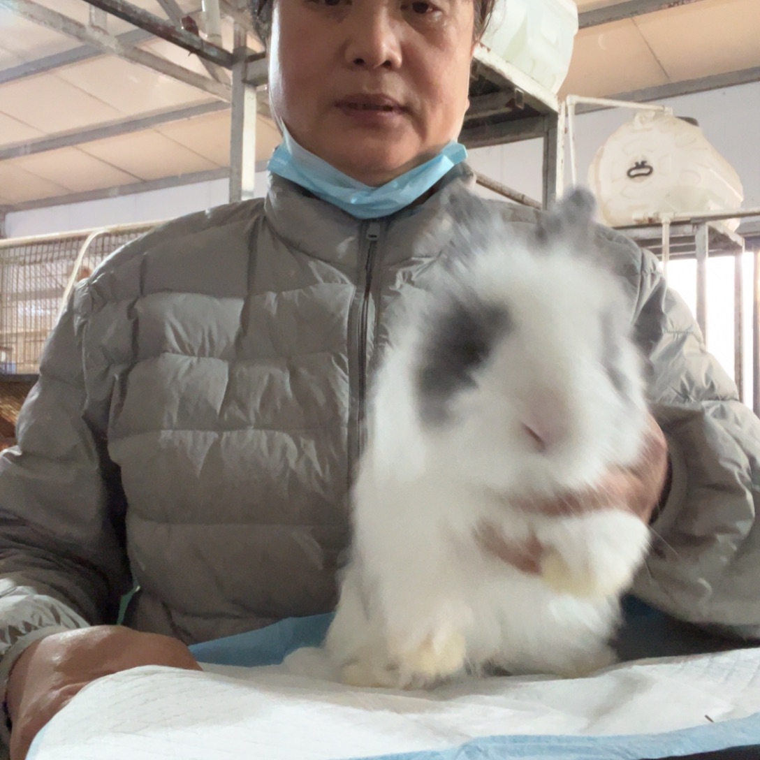 英系安哥拉宠物兔子