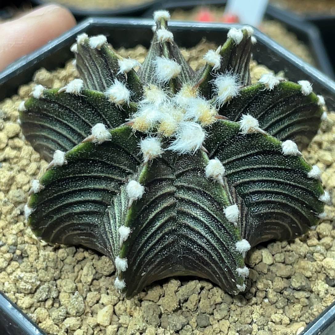 泰系实生根，高绒黑肋骨