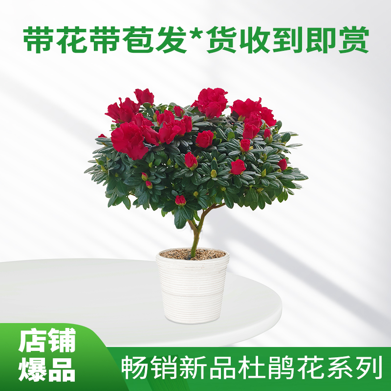 带花苞杜鹃花盆栽精选杨梅红四季开花庭院阳台客厅好养室内绿植